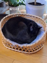 猫ベット１