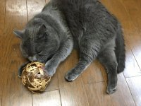 マタタビ猫じゃらし