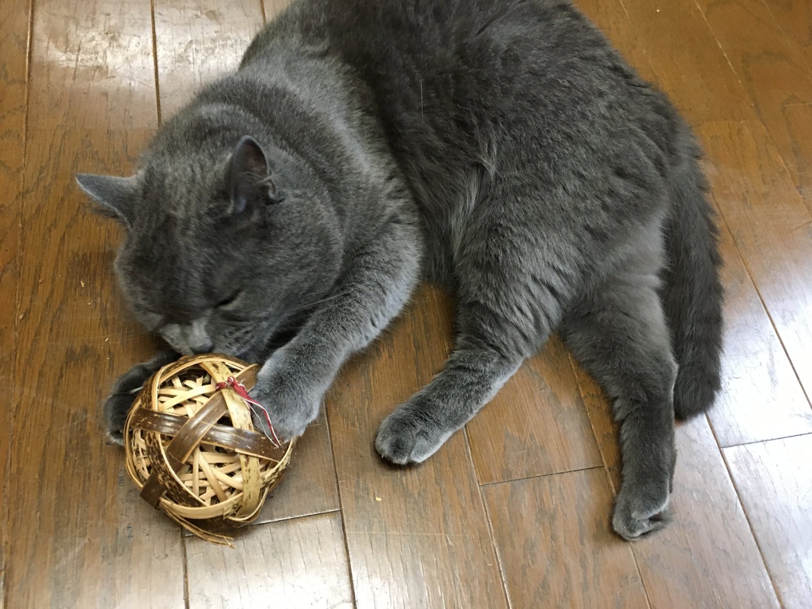 マタタビ猫じゃらし